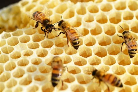 How do bee hives get destroyed?