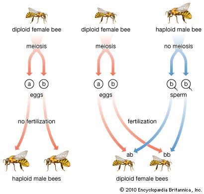 How do bees reproduce asexually?