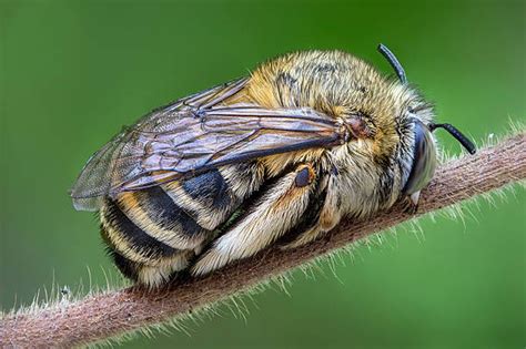 How do bees sleep?