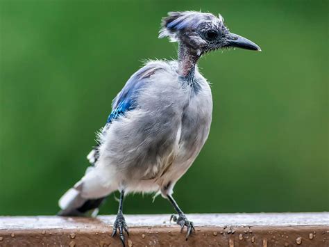 How do birds act when molting?
