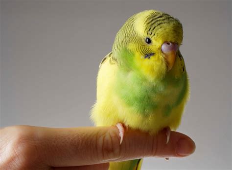How do birds express emotions?