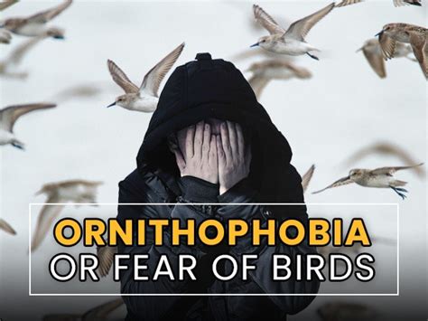 How do birds express fear?