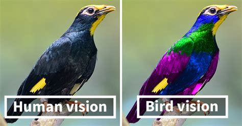 How do birds see humans?