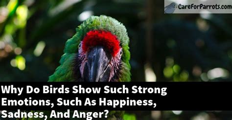 How do birds show sadness?