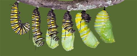 How do butterflies make a chrysalis?