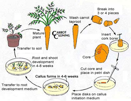 How do carrots reproduce?