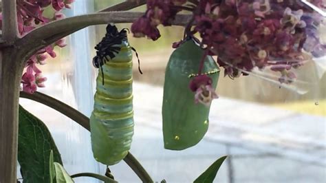 How do caterpillars know to make a chrysalis?