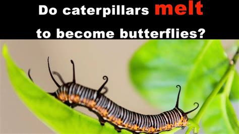 How do caterpillars melt?