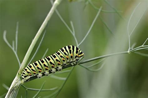 How do caterpillars protect themselves?