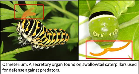 How do caterpillars smell?