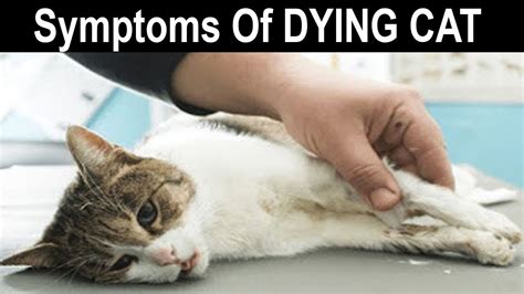 How do cats act at end of life?