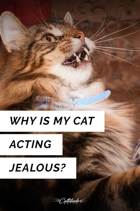 How do cats act when jealous?