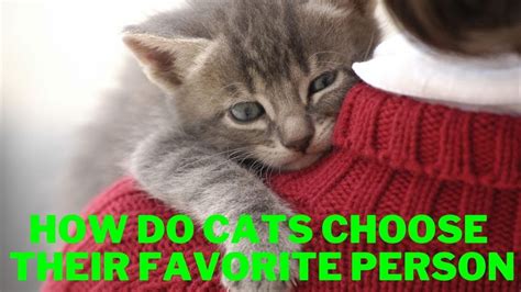 How do cats choose their favorite person?