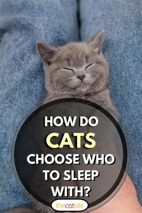How do cats choose who to sleep with?