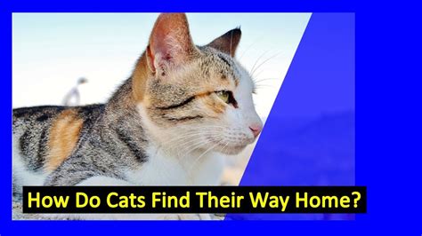 How do cats find their way home?