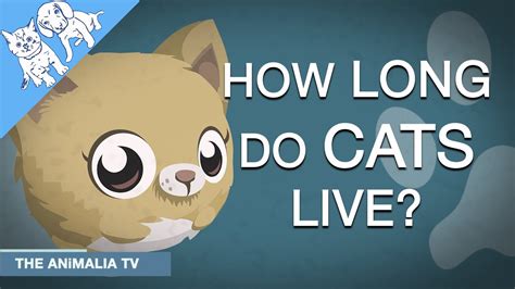 How do cats know where they live?