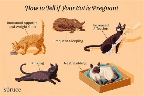 How do cats know you're pregnant?