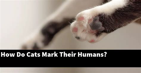 How do cats mark their humans?