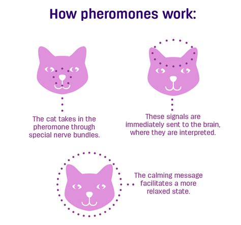 How do cats react to pheromones?