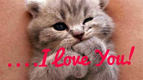 How do cats say I love you?