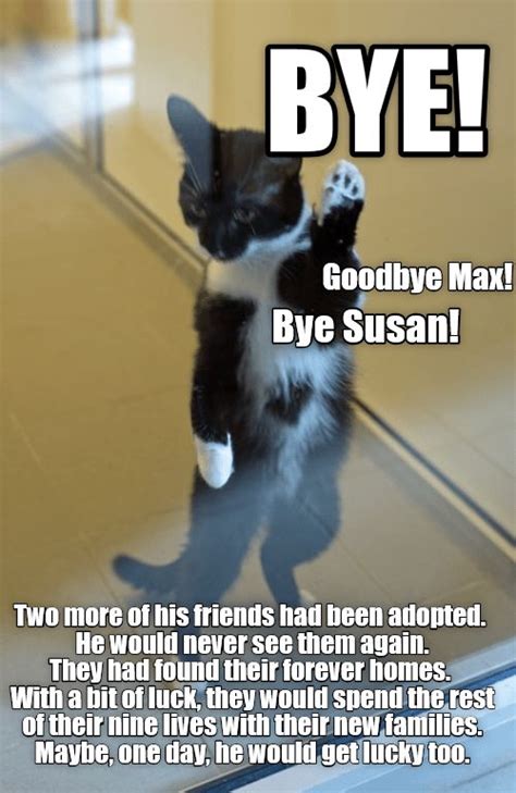 How do cats say goodbye?