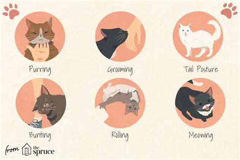 How do cats say they like you?