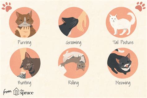 How do cats tell humans they love them?