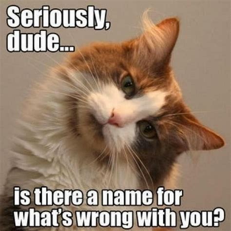 How do cats tell you something is wrong?