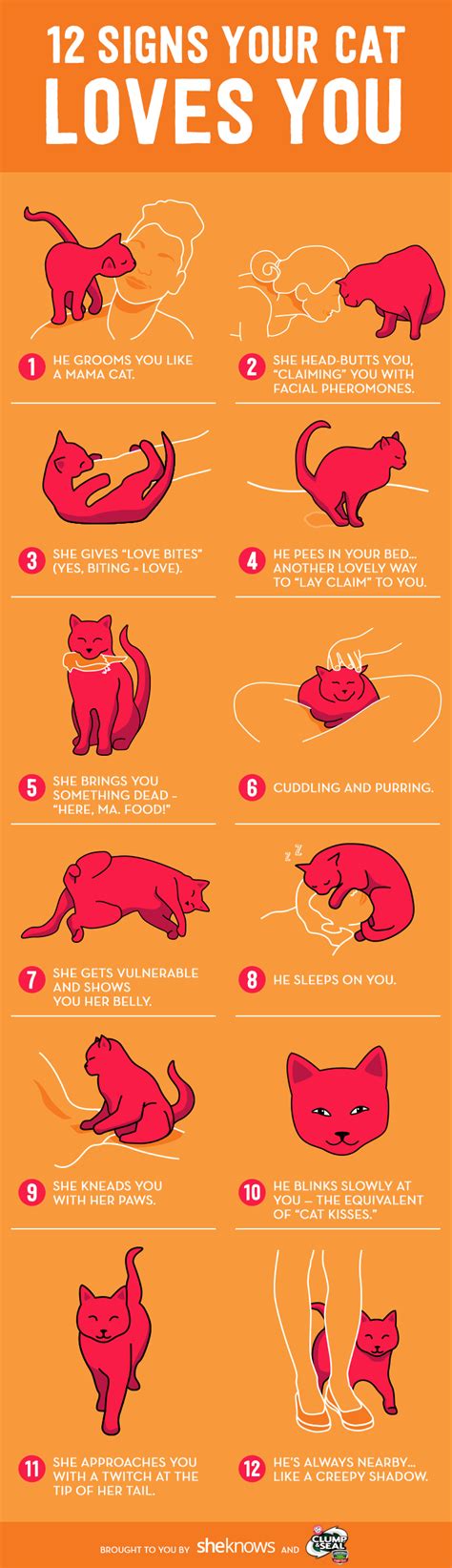 How do cats tell you they miss you?