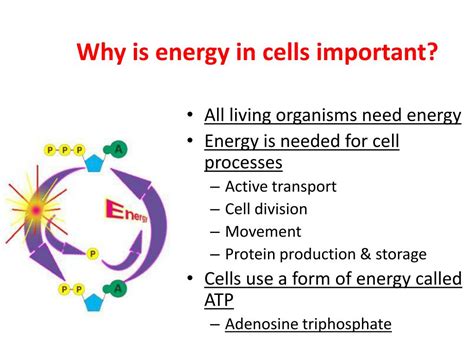 How do cells get more energy?