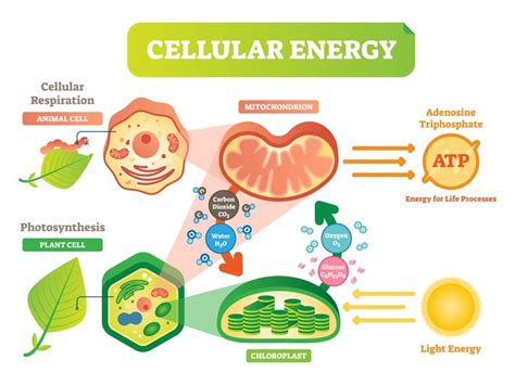 How do cells make more energy?