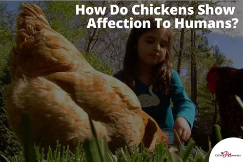 How do chickens show fear?
