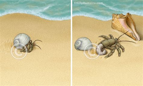 How do crabs change their shells?