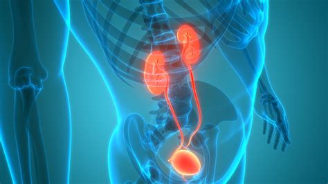 How do doctors check if your bladder is healthy?