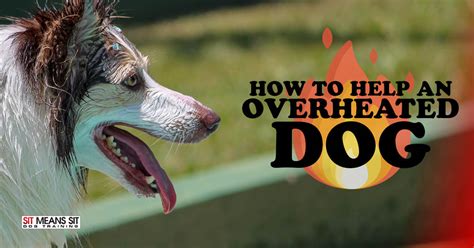 How do dogs act when overheated?