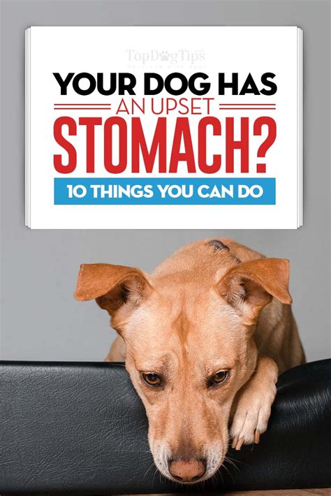 How do dogs act when they have an upset stomach?