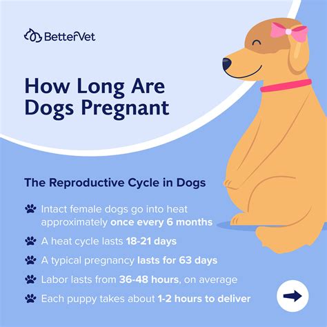 How do dogs act when they know your pregnant?