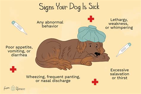 How do dogs act when they sense you are sick?