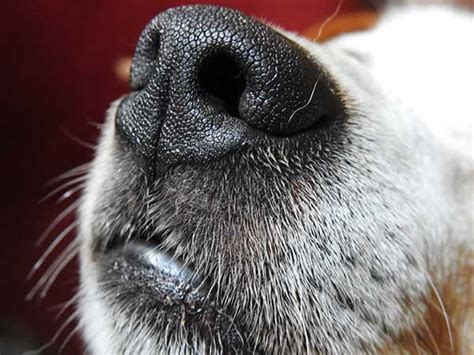 How do dogs act when they smell illness in other dogs?