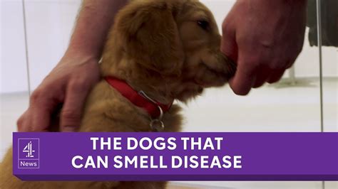 How do dogs act when they smell infection?