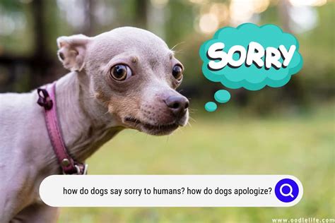 How do dogs apologize to you?