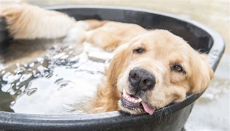 How do dogs cool themselves?