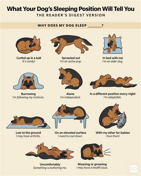 How do dogs decide who to sleep with?