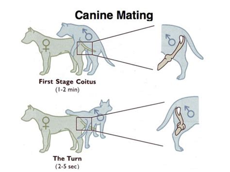 How do dogs determine who is Alpha?