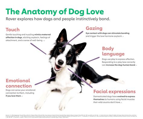 How do dogs feel the most love?