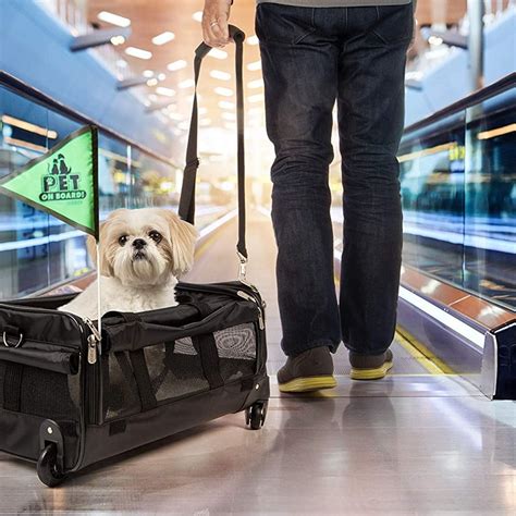 How do dogs go to the bathroom on long international flights?