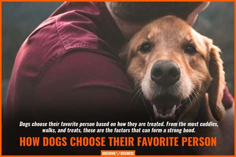 How do dogs pick who they love the most?