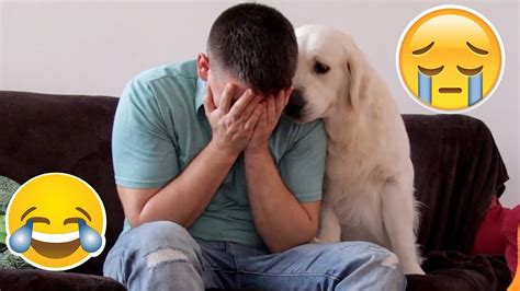 How do dogs react to babies crying?