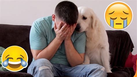 How do dogs react when they see you cry?