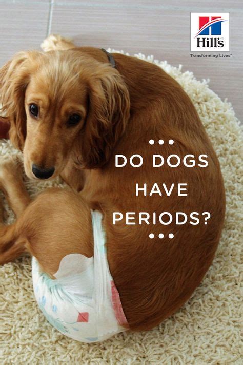 How do dogs react when your on your period?